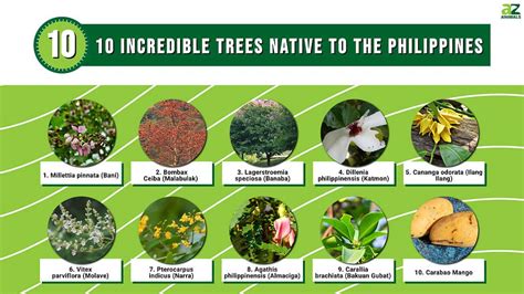 fast growing trees in the philippines|Domesticating Commercially Important Native Tree .